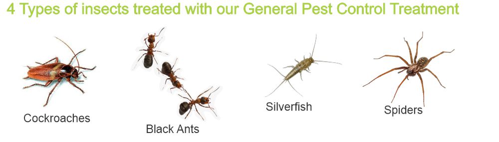 The four pests we pest control - Conquer Termites Gold Coast