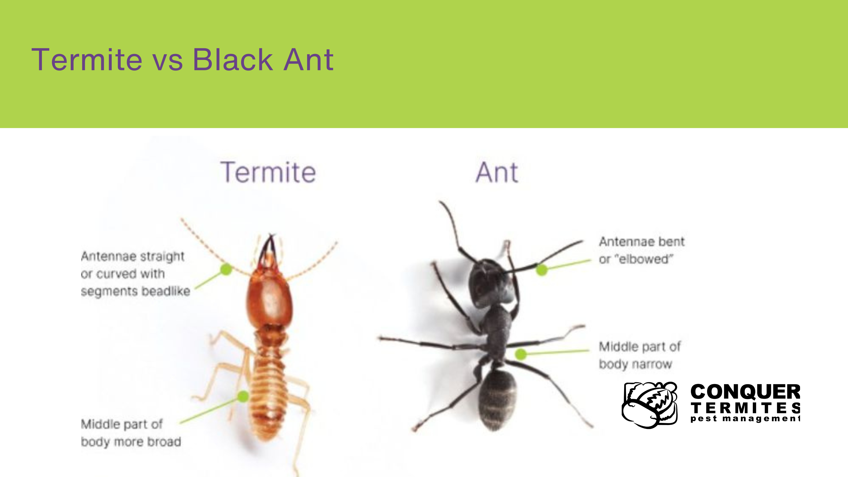 Termite identification diagram