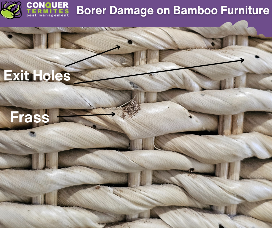 Is It Only Termites Affecting Timber? Let’s Talk About Borers!