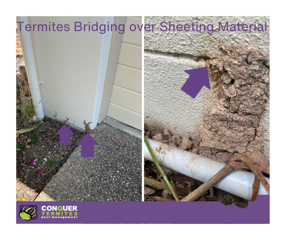 Is Your Gold Coast Home Safe from Termites with a Physical Barrier? Learn the Risks!