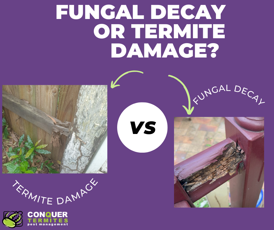 Termite Damage vs. (Fungal Decay) Wood Rot: How to Tell the Difference