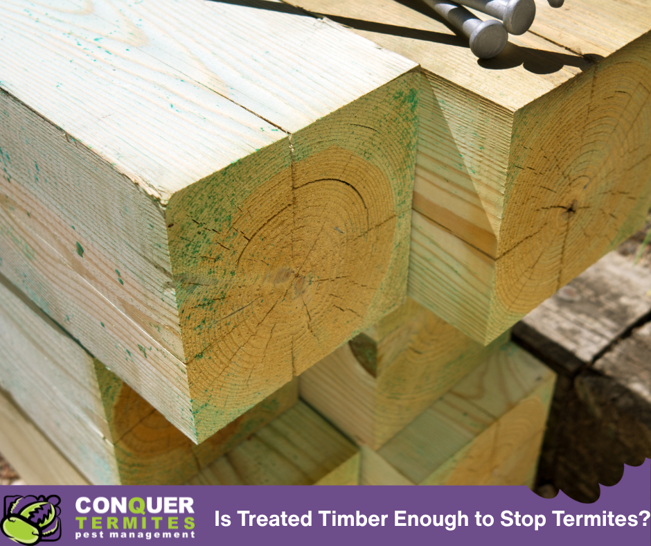 Is Treated Timber Enough to Stop Termites on the Gold Coast?