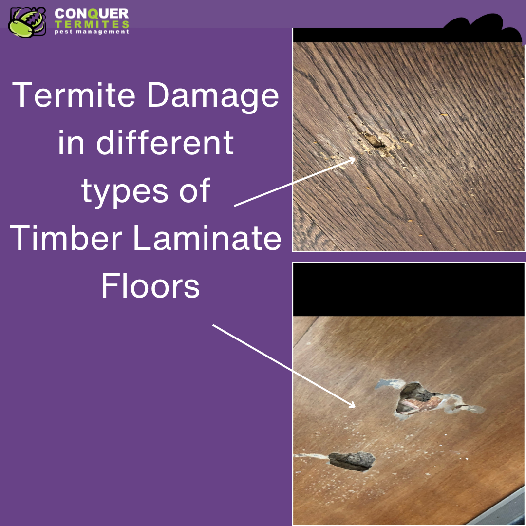 What Types of Timber Do Termites Eat? Protect Your Home Gold Coast home from Termite Damage