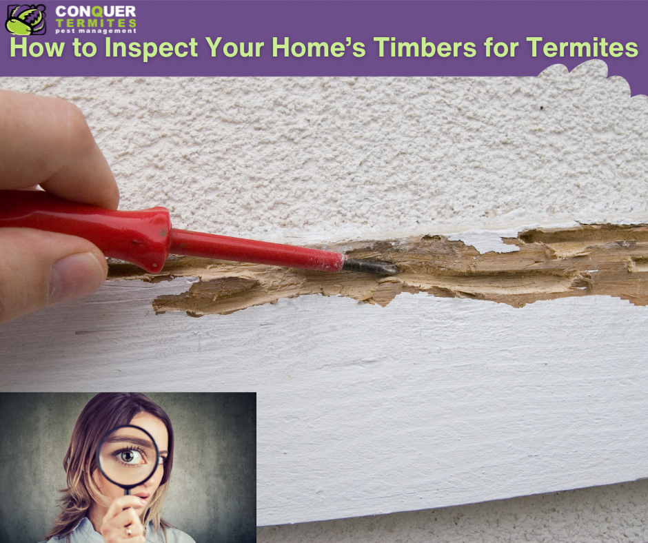 How to Inspect Your Home’s Timbers for Termites Yourself: A Guide for Homeowners