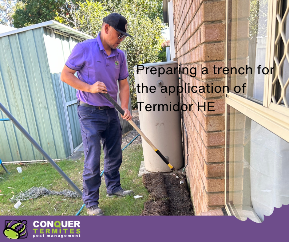 What is the Best Termite Treatment Option for Your Gold Coast Home?