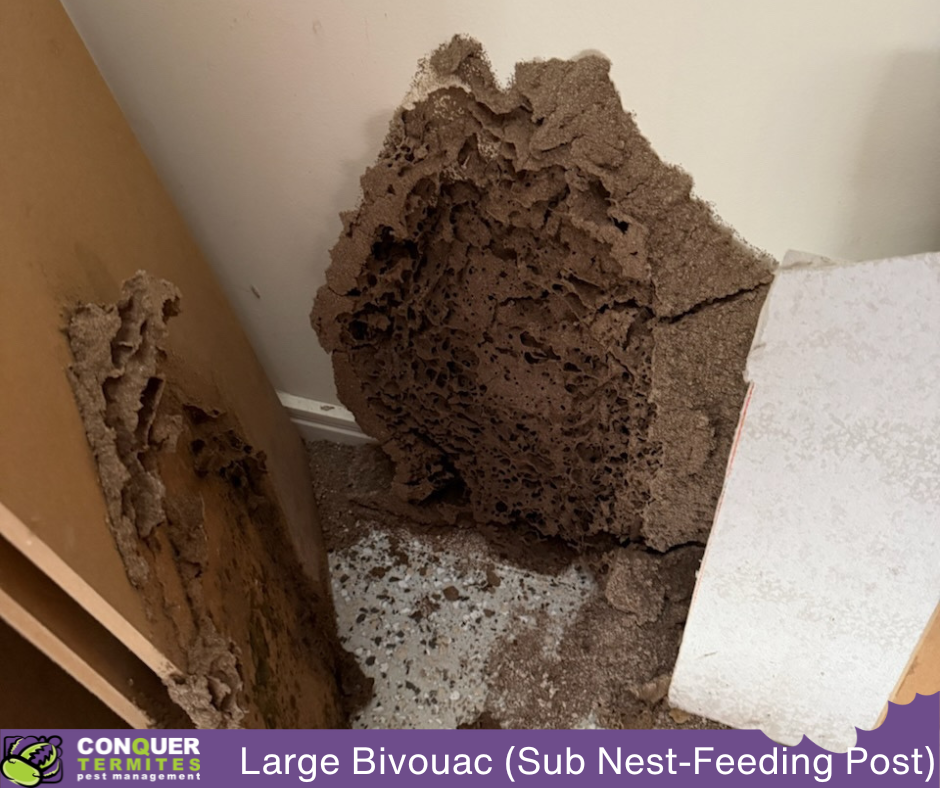 Signs of Termites in Your Home: How to Spot and Prevent Costly Damage 