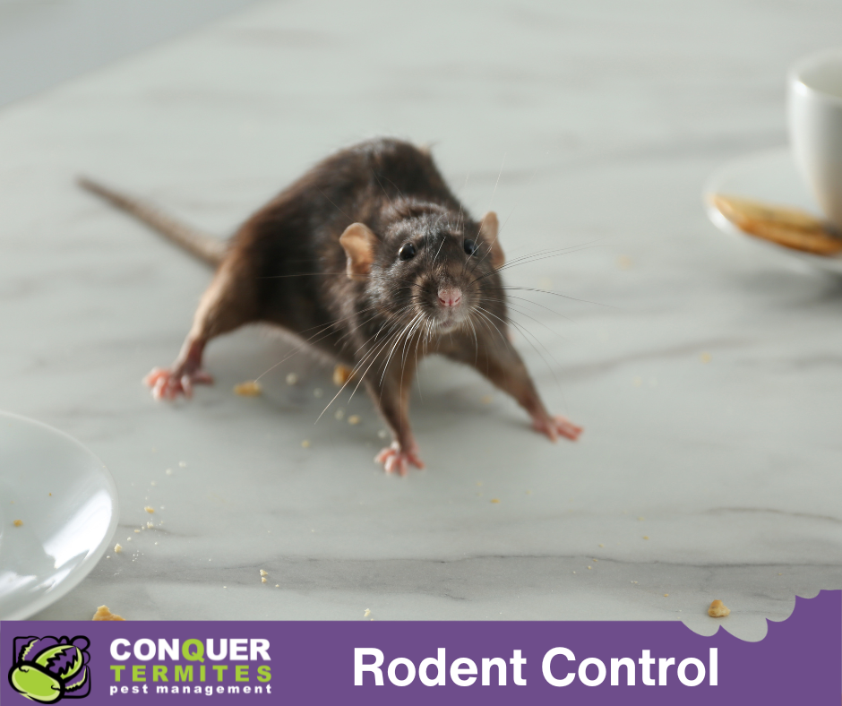 Rodent Control in Gold Coast: What You Need to Know