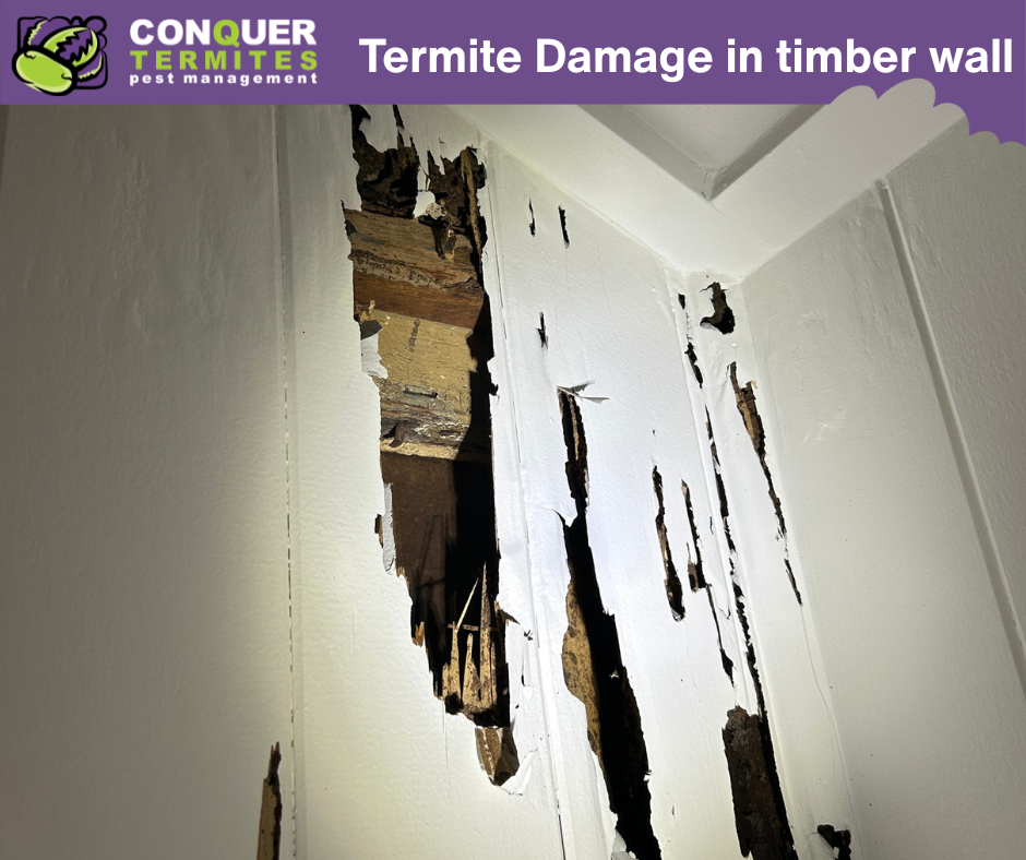 Urban Myth Busted: Leave Termites in the Garden and They’ll Leave Your House Alone?
