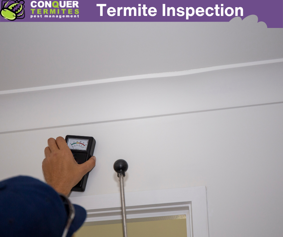 Termite Inspection: What's Involved?