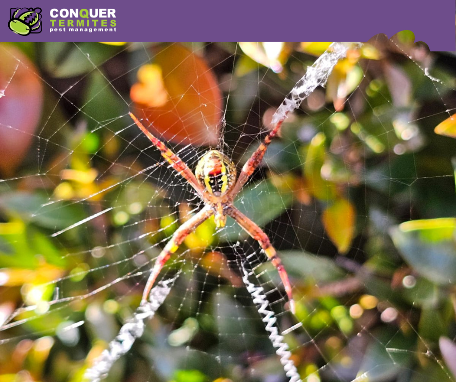 Spider Pest Control on the Gold Coast: The Importance of Regular Treatments for Your Home