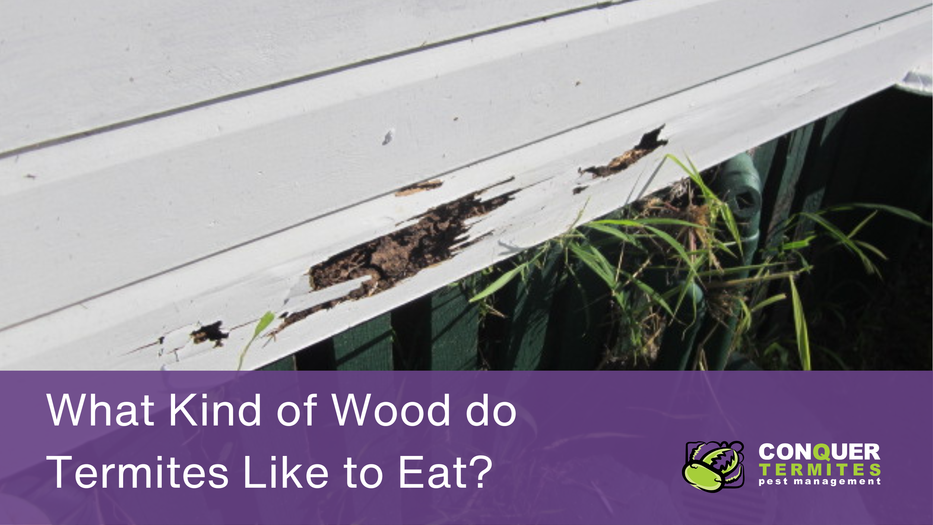 What Kind of Wood do Termites Like to Eat?